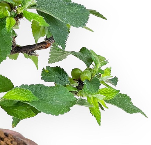 Prunus tomentosa
