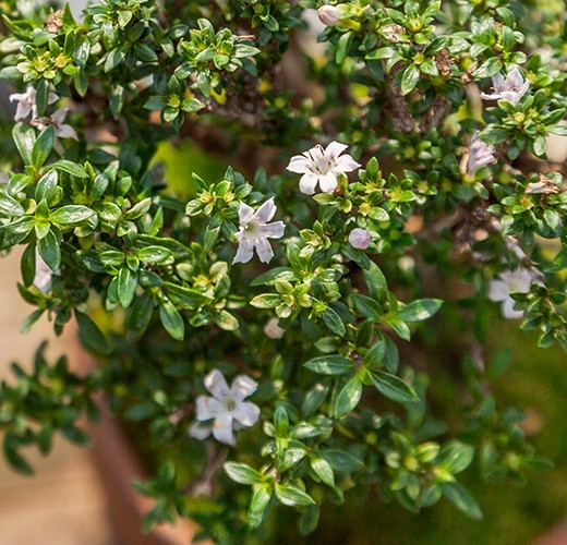 Serissa japonica