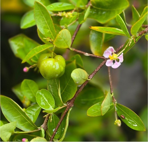 Malpighia glabra