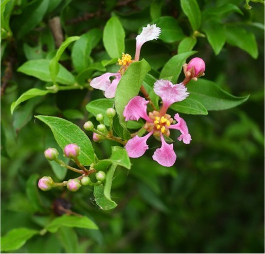 Malpighia coccigera