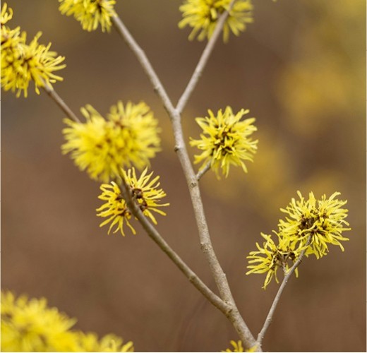Hamamelis