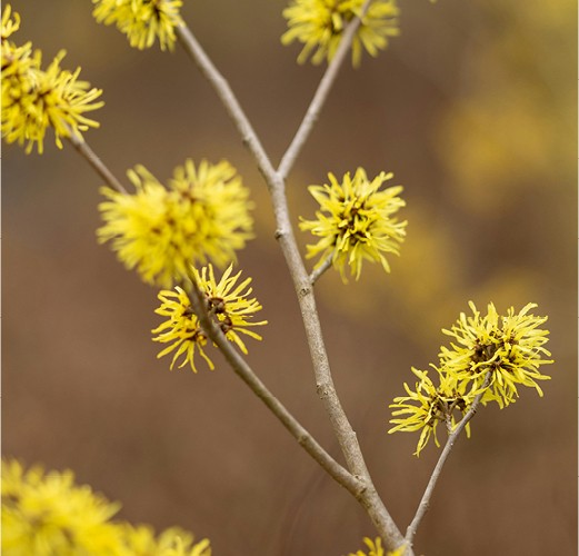 Hamamelis