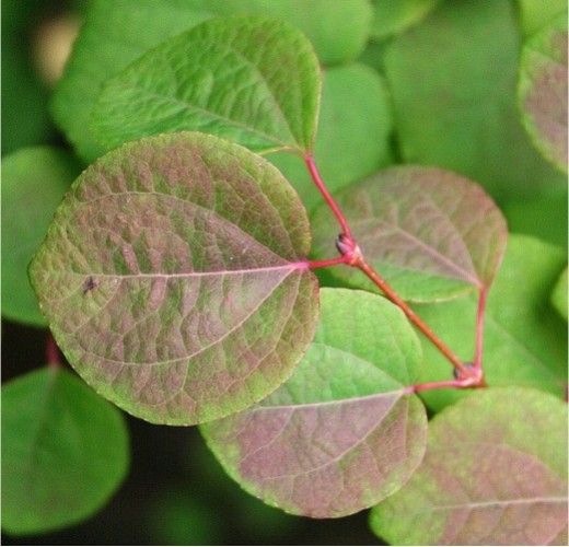 Cercidiphyllum