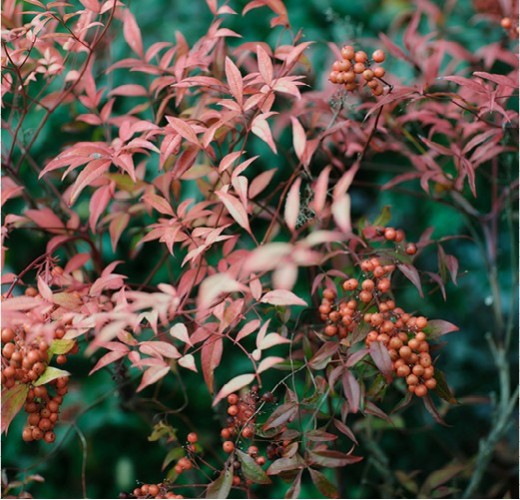 Nandina