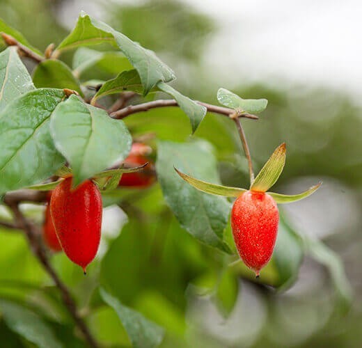 Diospyros kaki
