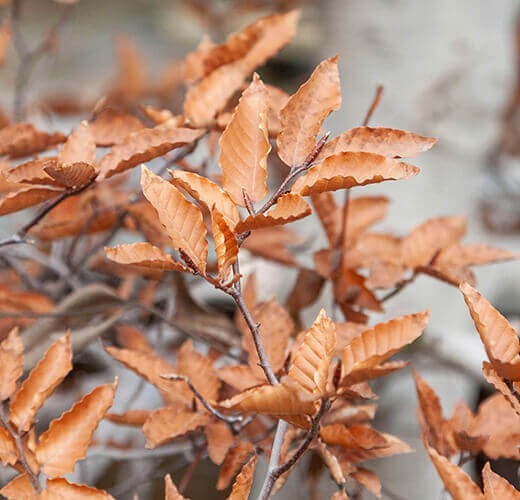 Fagus