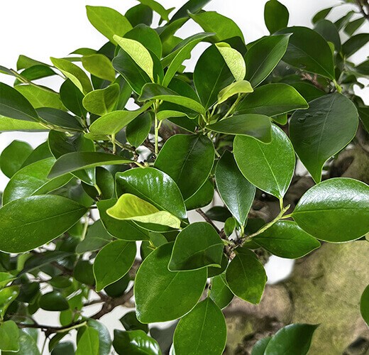 Ficus retusa