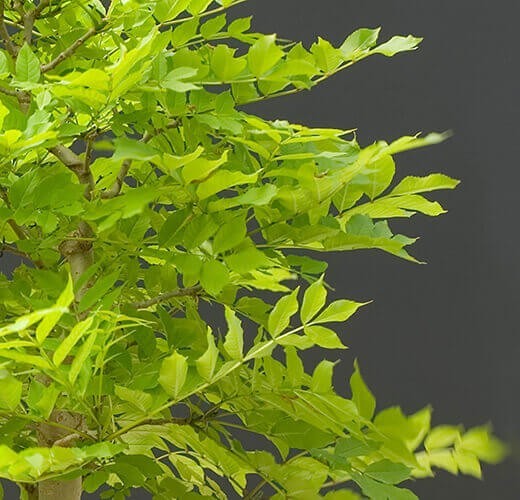 Fraxinus