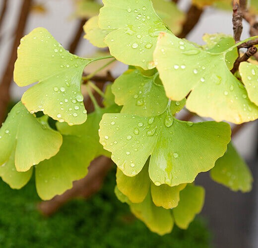 Ginkgo biloba