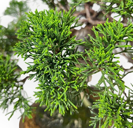 Juniperus chinensis