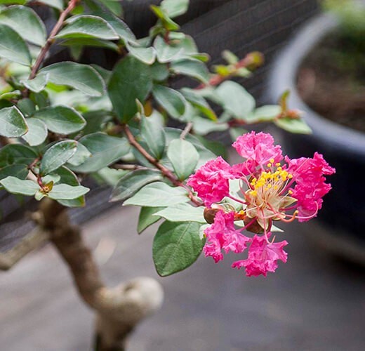 Lagerstroemia
