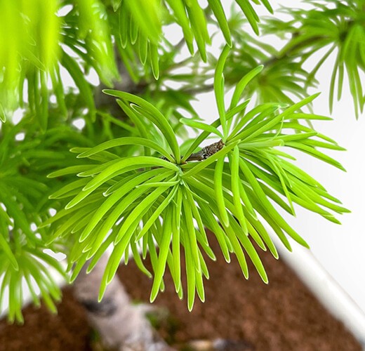 Larix