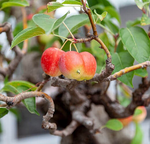 Malus