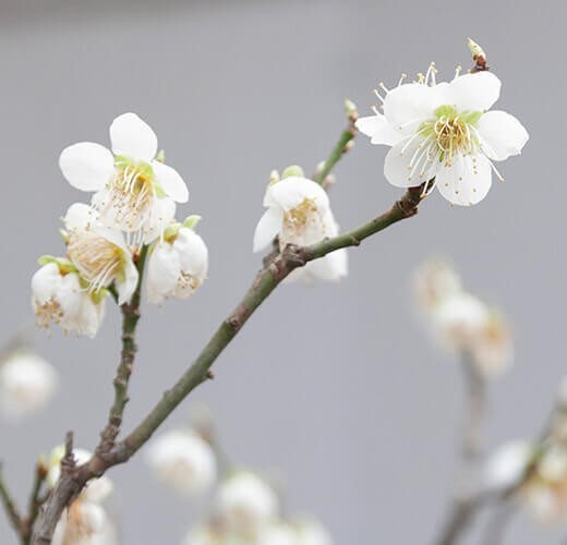 Prunus mume