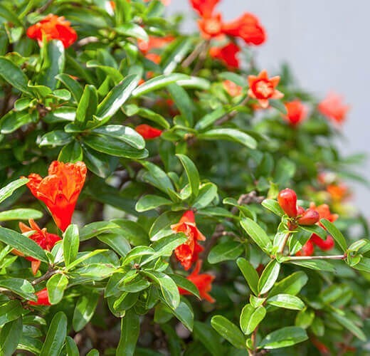 Punica granatum