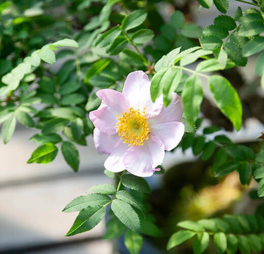 Rosa