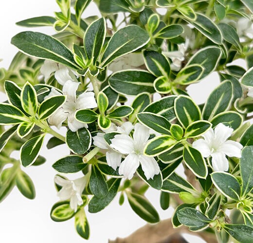 Serissa foetida