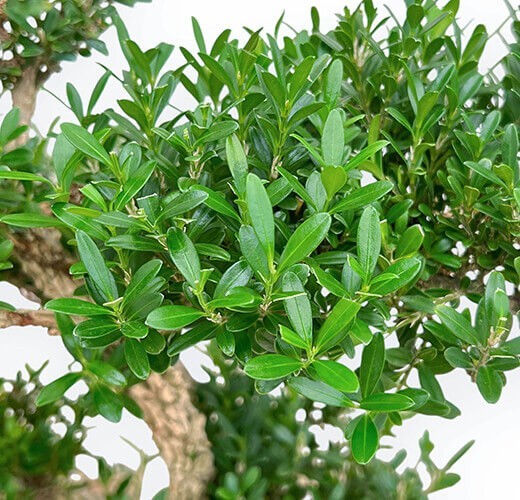 Buxus - Bosso