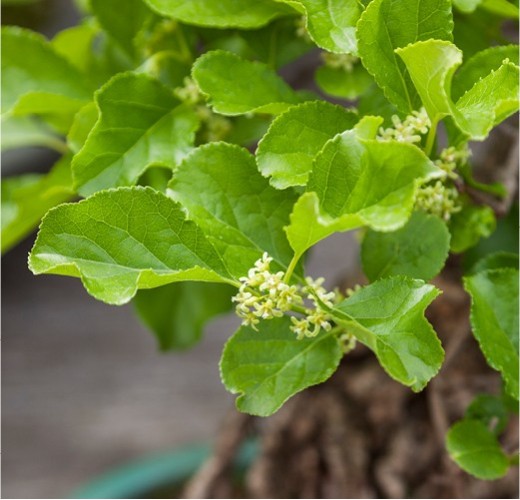 Celastrus