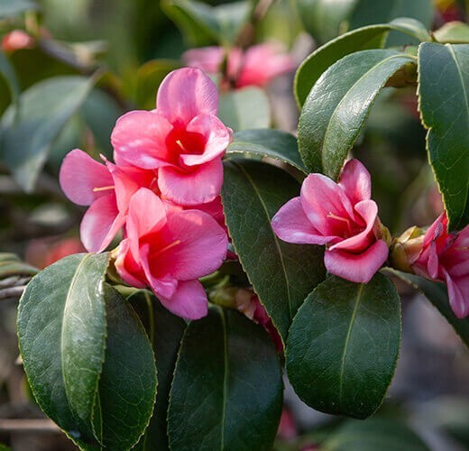 Camellia