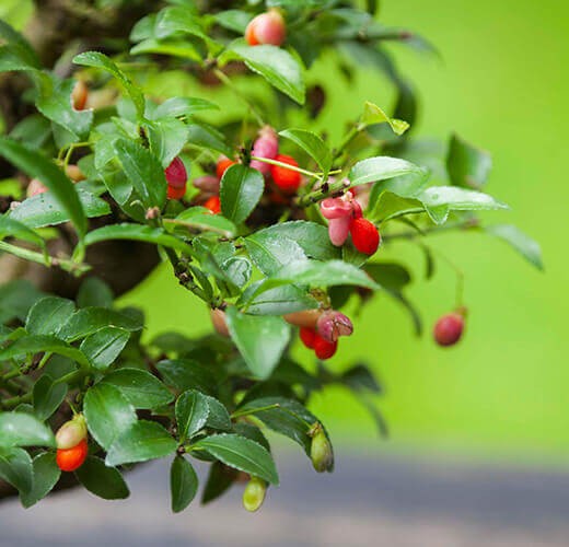 Euonymus