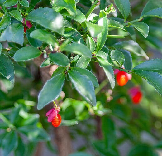 Euonymus alata