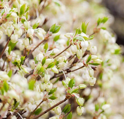 Enkianthus