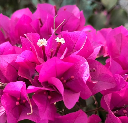 Bougainvillea
