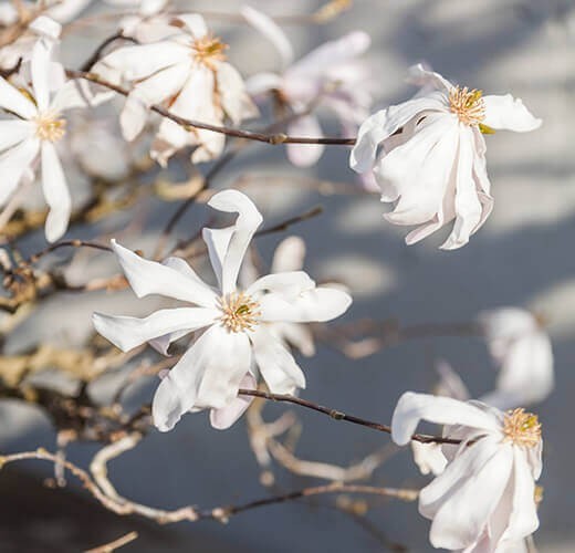 Magnolia