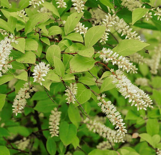 Itea japonica