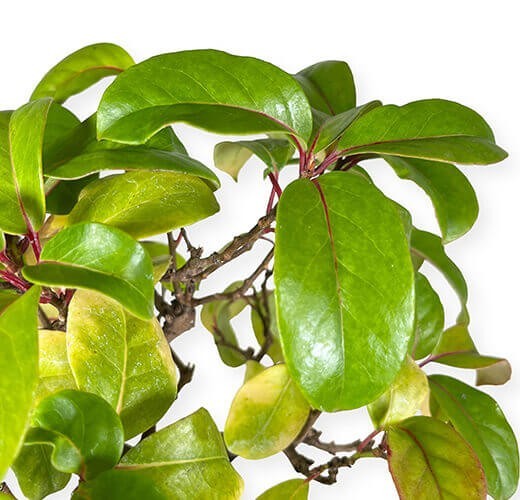 Kadsura japonica