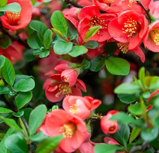 Chaenomeles
