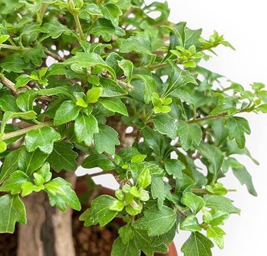 Premna japonica