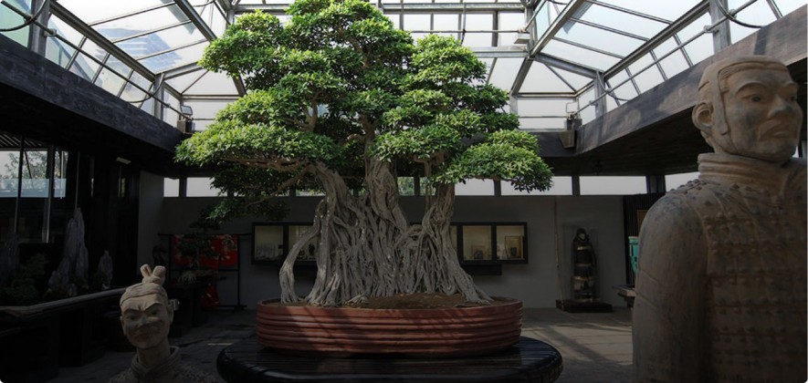 Crespi Bonsai Parabiago
