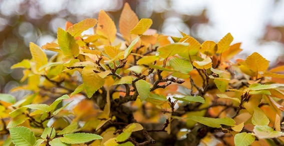 Carpinus: i colori dell'autunno 